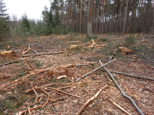 Tak wyglądają obecnie niektóre lasy w bliskim sąsiedztwie Pionek.