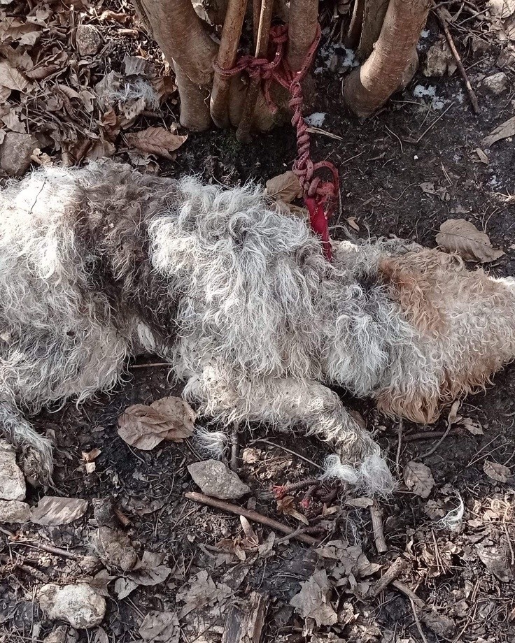 Zwłoki psa znaleziono w lesie w Paczółtowicach