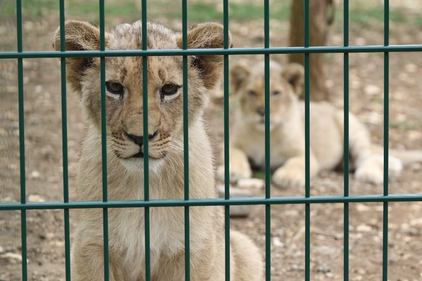 Młode lwy Simba i Kari już na wybiegu w zoo Leśne Zacisze koło Kielc. Są niesamowite (WIDEO, ZDJĘCIA)