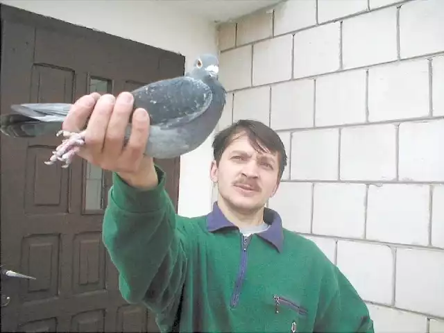   Ryszard Iwan, jeden z najlepszych hodowców gołębi pocztowych prezentuje swojego najlepszego ptaka