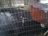 Pies pod Bytowem trzymany w klatce w koszmarnych warunkach. Animalsi interweniowali