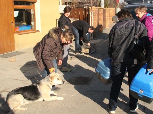 Tym razem na sterylizację jedzie suka i kilka przygarniętych przez ludzi kotek.