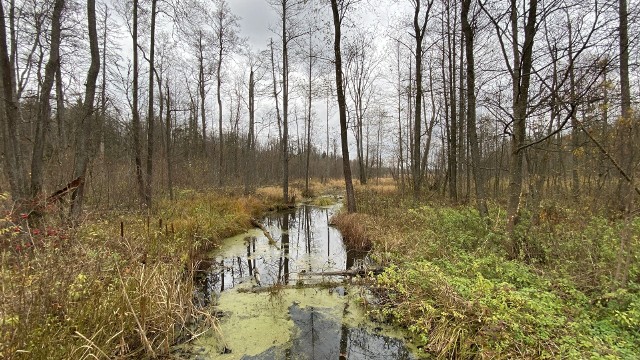 Cała Puszcza Białowieska ma być parkiem narodowym - o tym marzy pani minister