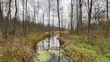 Pomysł minister rodem z fantastyki: Hennig-Kloska: musimy wyprowadzić całkowicie gospodarkę leśną z Puszczy Białowieskiej