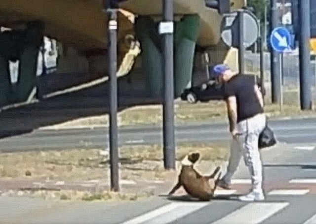 Nagranie kierowcy autobusu doprowadziło do przesłuchania mężczyzny, który kopał psa.