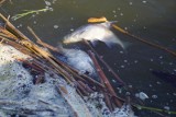 Rośnie ryzyko śnięcia ryb w Kujawsko-Pomorskiem. Podczas upałów woda mocno się nagrzewa i pojawia się przyducha
