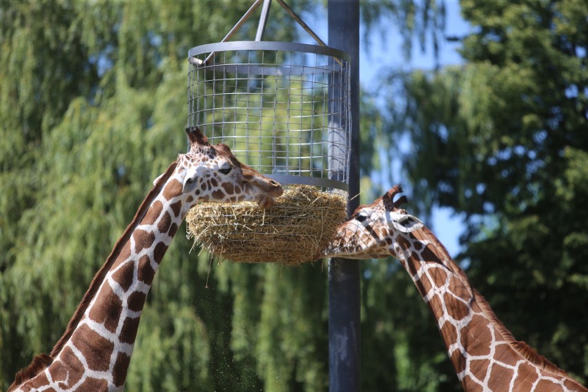 Mieszkańcy Śląskiego Ogrodu Zoologicznego....