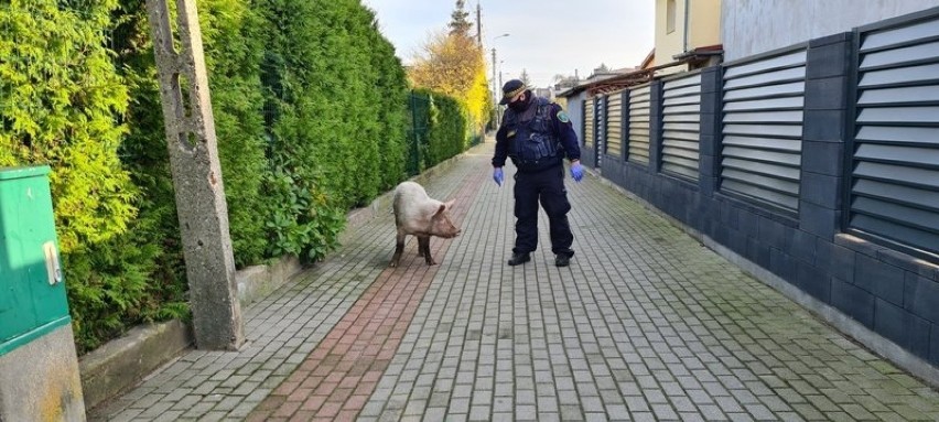 Świnia spacerowała po ulicach Wejherowa. Niechcący doniosła w ten sposób na właściciela, bo się wydało, że pochodziła z nielegalnej hodowli