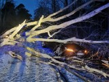 Drzewo przewróciło się na samochód osobowy w Zakrzewie w gminie Kłecko. Interweniowała straż pożarna