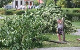 Na Widzewie wandale wycięli drzewa w parku! [ZDJĘCIA, FILM]