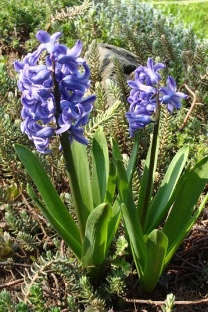 Niebieskofioletowe hiacynty pięknie kwitną i mają bardzo...