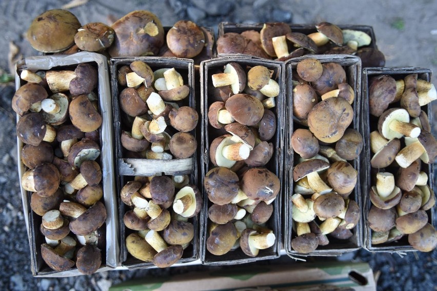 Atlas grzybów - trujące, jadalne i niejadalne. Jak rozpoznać jadalne grzyby? Gdzie zbierać grzyby? Co robić w przypadku zatrucia?