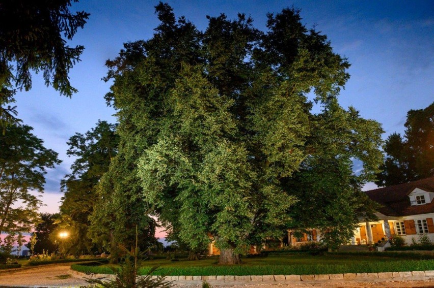 Lipa obok dworu w Bieńkowicach liczy 380 lat. Drzewo ma 25 m...
