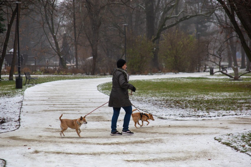 W parku Krakowskim ni to zima, ni jesień