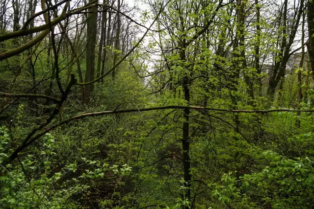 Drzewa w rejonie fortu Batowice. Mieszkańcy nie chcą ich wycinki