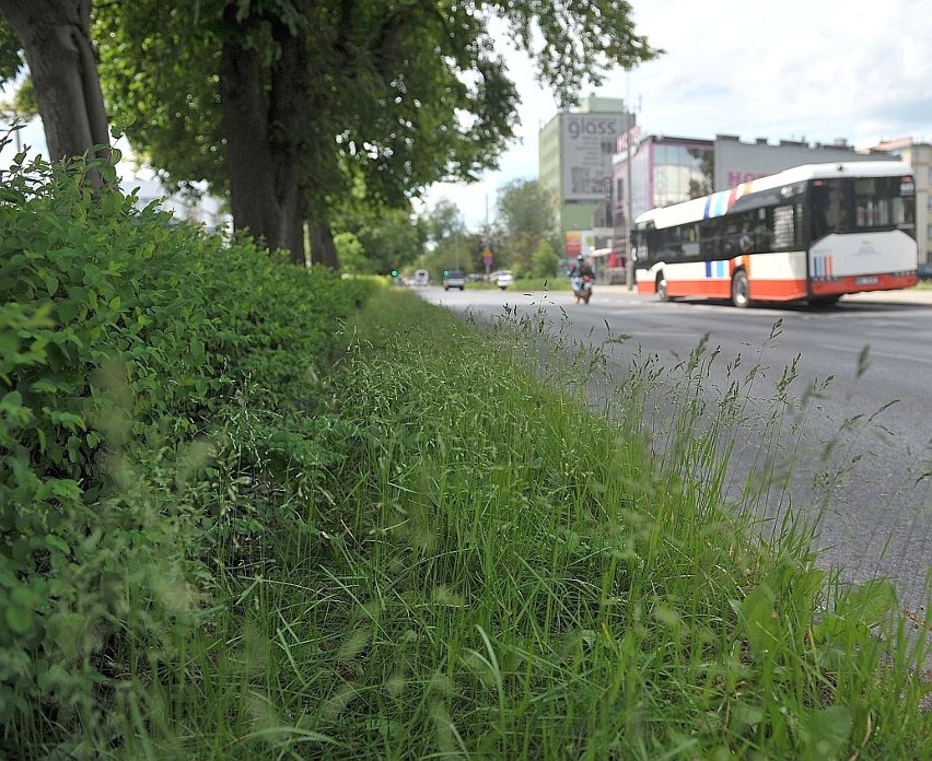 Wysoka trawa może zasłaniać widok kierowcom samochodów.