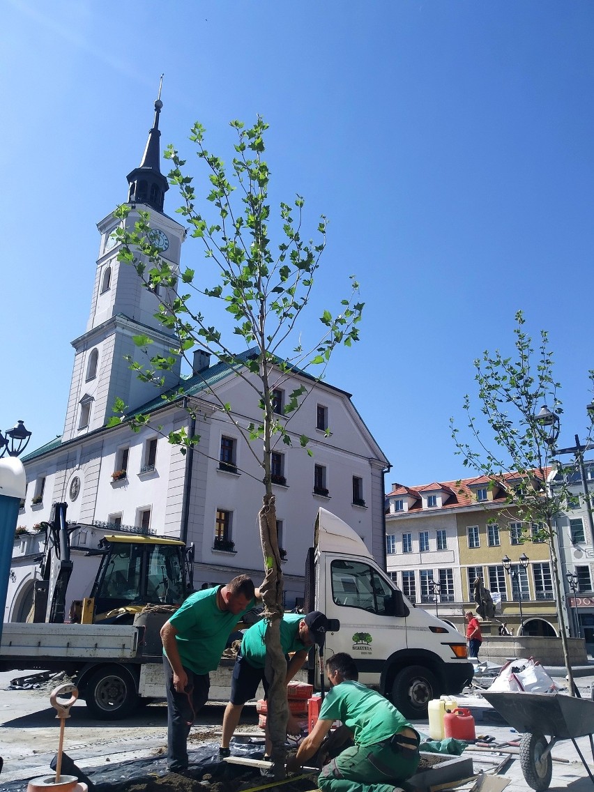 Koniec prac na Rynku w Gliwicach - plac wypełniły drzewa i...