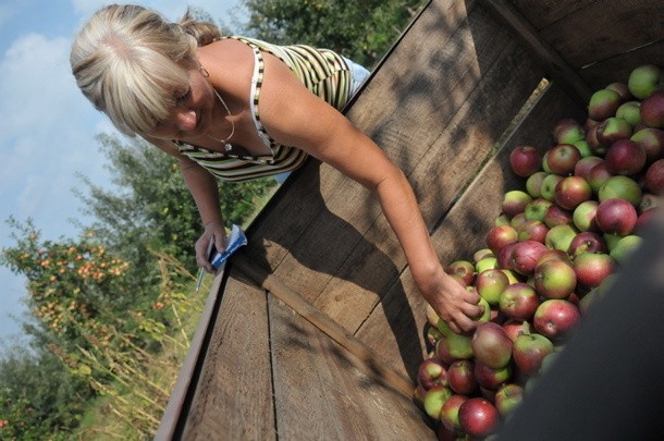 Brygadzistka Krystyna Golecka sprawdza każde jabłko, żeby do kontenera trafiły same wymiarowe i dobre jakościowo.