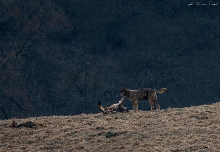 Wilcza wataha o wschodzie słońca. Drapieżniki bawią się na polanie w Bieszczadach. Niezwykłe zdjęcia fotografa z Sanoka