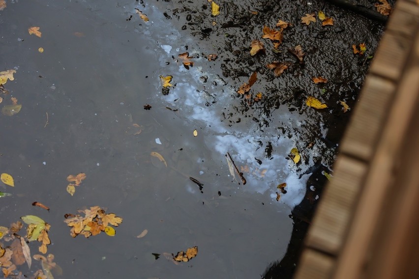 Ścieki wciąż płyną do zbiornika w Parku Czarna Woda