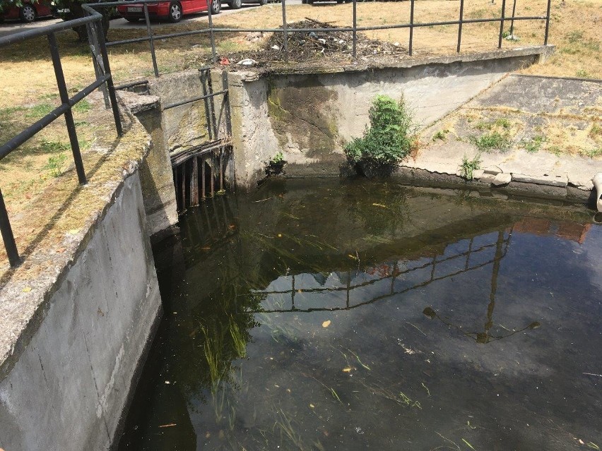 W czwartek rano rozpoczęto porządkowanie kanału na plantach...