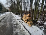 Wycinka w Dolinie Trzech Stawów w Katowicach. Wycięto około 20 uszkodzonych drzew