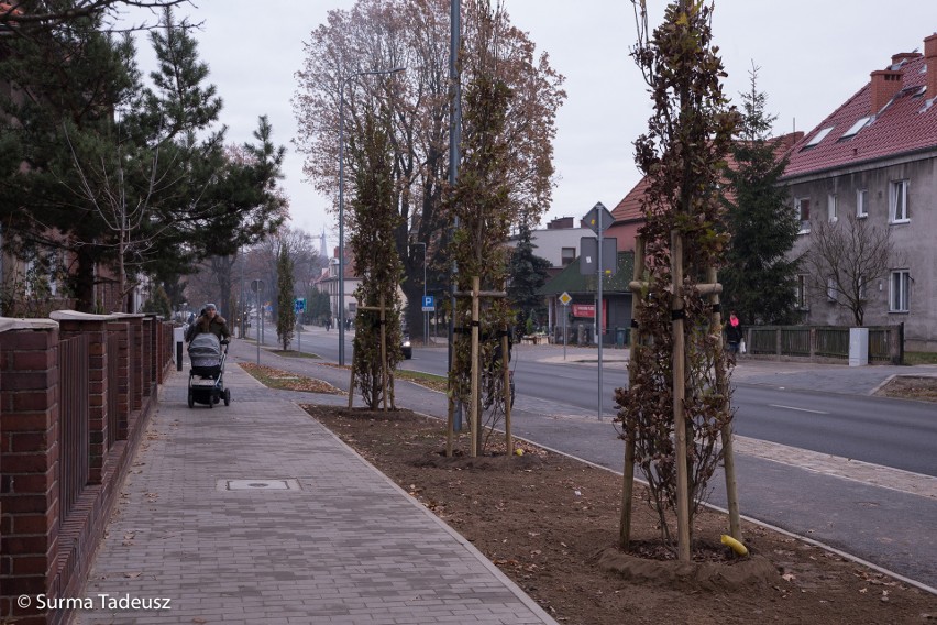 Nowe drzewa na przebudowanej alei Żołnierza [ZDJĘCIA]