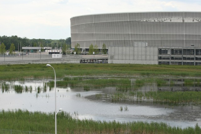 Dziura przy stadionie jest dziś stawem, w którym rozmnażają się żaby