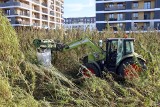 Lublin. Żniwa na najsłynniejszym polu konopi w Lublinie. Zobacz zdjęcia