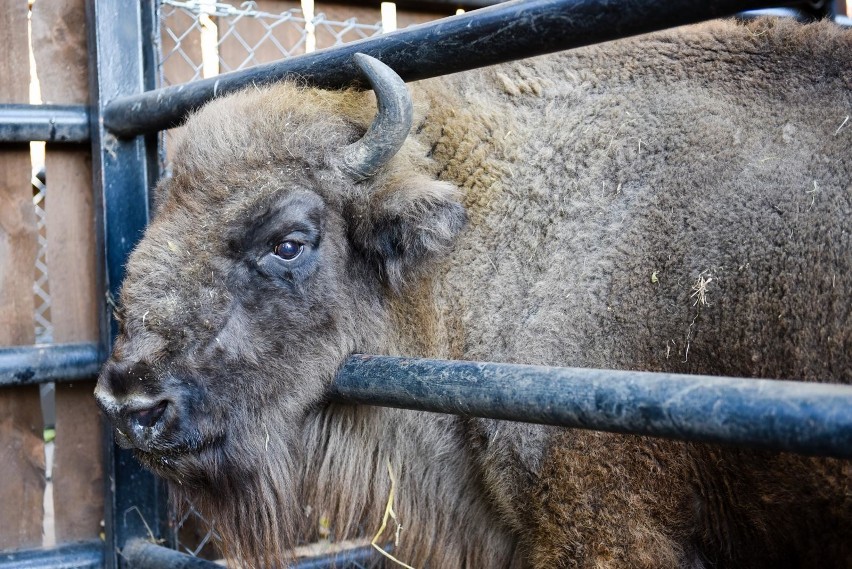 Zdechła żubrzyca Polewka z toruńskiego zoo. Była jednym z...