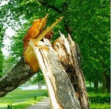 Konar zagrażał dzieciom. Zajęli się nim strażacy