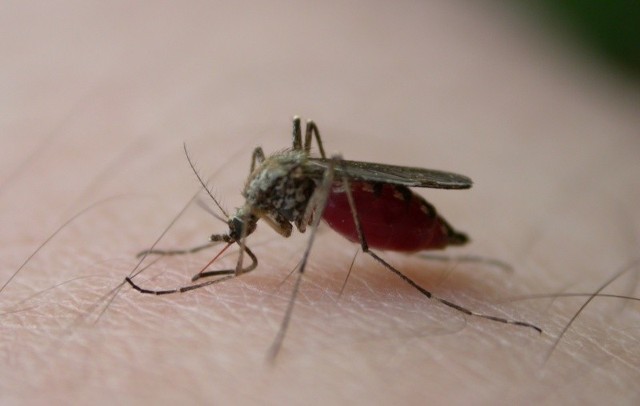 Komary przenoszą choroby. Przed ich ukąszeniami powinni się również bronić alergicy.