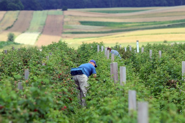 Trudno oszacować, jak duże są braki w pracownikach. To bardzo zależy to od regionu. W Wielkopolsce jest o tyle dobrze, że produkcja owoców miękkich jest śladowa w stosunku do innych regionów, wiec problem nie jest ogromny, ale i tak jest zauważalny. Gorzej jest na wschodzie i południu kraju. 