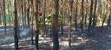 Pod Tarnowem palił się las. Ogień strawił  kilkanaście arów ściółki w kompleksie leśnym w Odporyszowie [ZDJĘCIA]