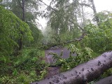 Potężne drzewo zablokowało lokalną drogę [ZDJĘCIA]