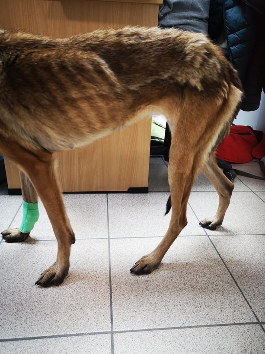 Skrajnie wycieńczony i poraniony pies trafił do schroniska "Ciapkowo". Potrzebuje pomocy, by przeżyć [zdjęcia]