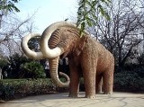 Na łące w Witkowie znaleziono kości mamuta