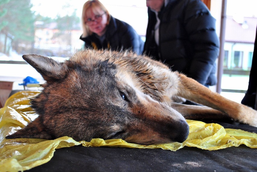 Jamnica. Wilczyca skonała w męczarniach. Przez kłusowników. Uwaga, drastyczne zdjęcia!