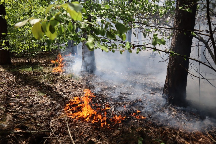 Osiem zastępów straży pożarnej gasi pożar lasu w Toruniu.