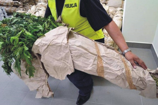 Nielegalną &bdquo;fabrykę&rdquo; marihuany zlikwidowali policjanci przemyskiego wydziału Centralnego Biura Śledczego oraz jarosławskiej komendy. Narkotyki z Pawłosiowa trafiały do zachodniej Europy.