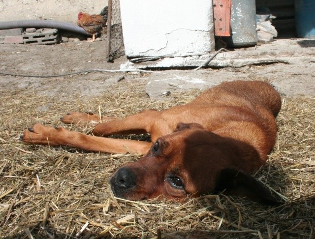 Sparaliżowany pies znaleziony w gospodarstwie w Goli już nie żyje.