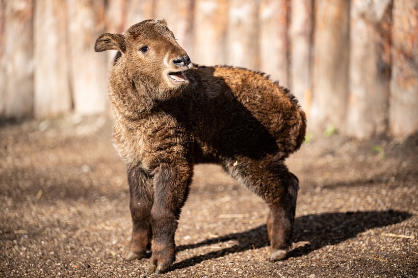 Wyjątkowy maluch we wrocławskim zoo. Taki gatunek ma tylko 13 ogrodów zoologicznych na świecie 