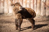 Wyjątkowy maluch we wrocławskim zoo. Taki gatunek ma tylko 13 ogrodów zoologicznych na świecie 