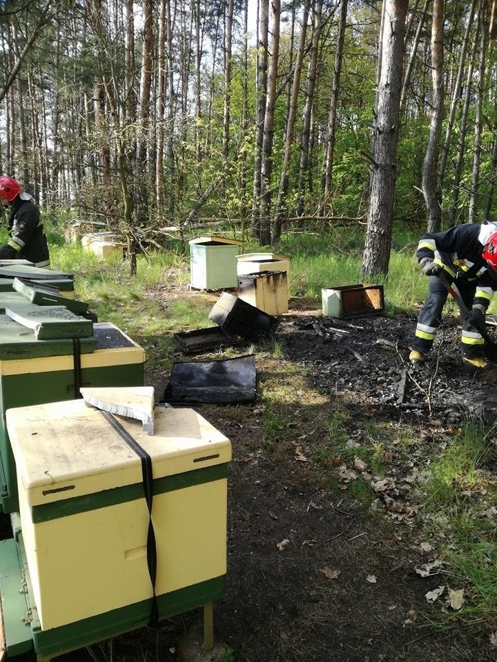 Internauci pomagali pszczelarzowi. Ale większości ich pieniędzy nie dostał