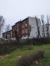Kontrowersyjna pielęgnacja zieleni w Chorzowie Batorym. Czy drzewa odzyskają korony?