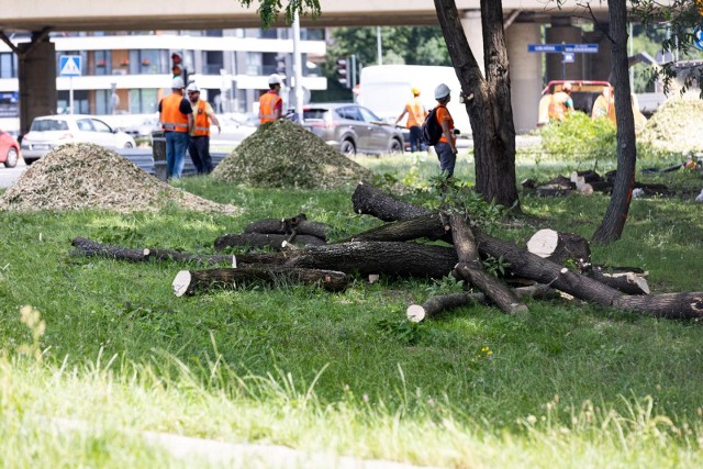 Jest propozycja opracowania standardów dotyczących ochrony zieleni, w tym drzew w Krakowie.