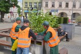 Słynne donice na kieleckim Rynku nie są już puste. Krzewy posadzono tymczasowo [ZDJĘCIA, WIDEO]