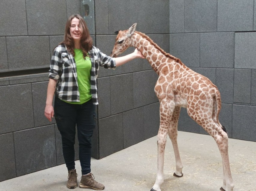 Sensacja w łódzkim zoo! Urodził się samiec żyrafy. Jego przyjście na świat odbyło się w dramatycznych okolicznościach. ZDJĘCIA