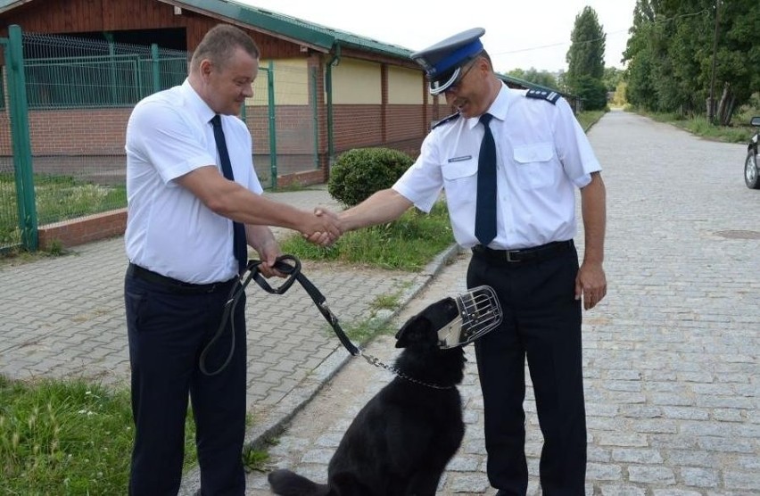 Hejor - owczarek patrolowo-tropiący wrocławskiej policji