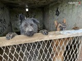 W Katowicach uratowano trzy psy zamknięte w betonowych boksach. Były bez wody i jedzenia!